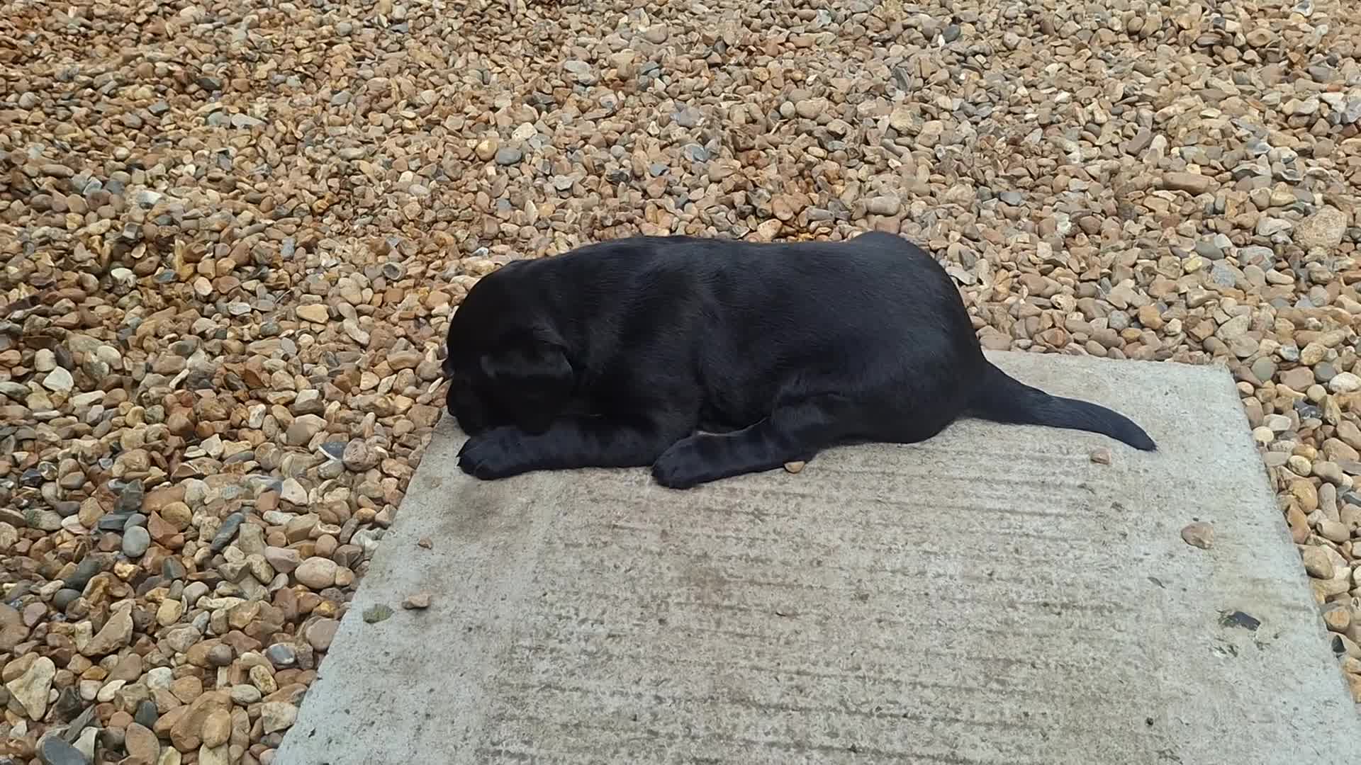Labrador Retriever dogs for sale: Black Labrador Retriever Puppies in Radstock - Video 2