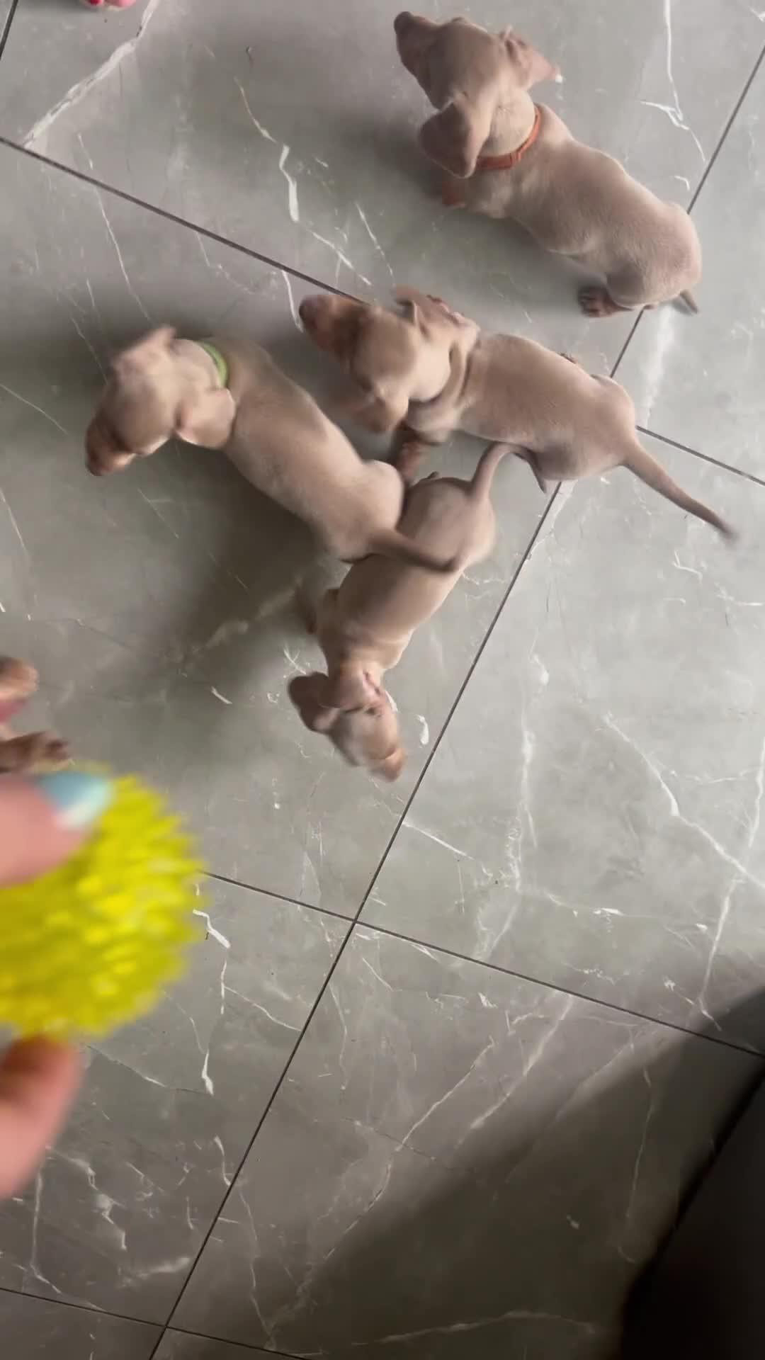 Dachshund dogs for sale: Miniature Isabella Tan Smooth Coat Dachshunds - Video 2