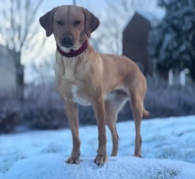 Labrador Retriever dogs for sale: 2 Boys Left red/Yellow KC Labrador puppies  - Video 2