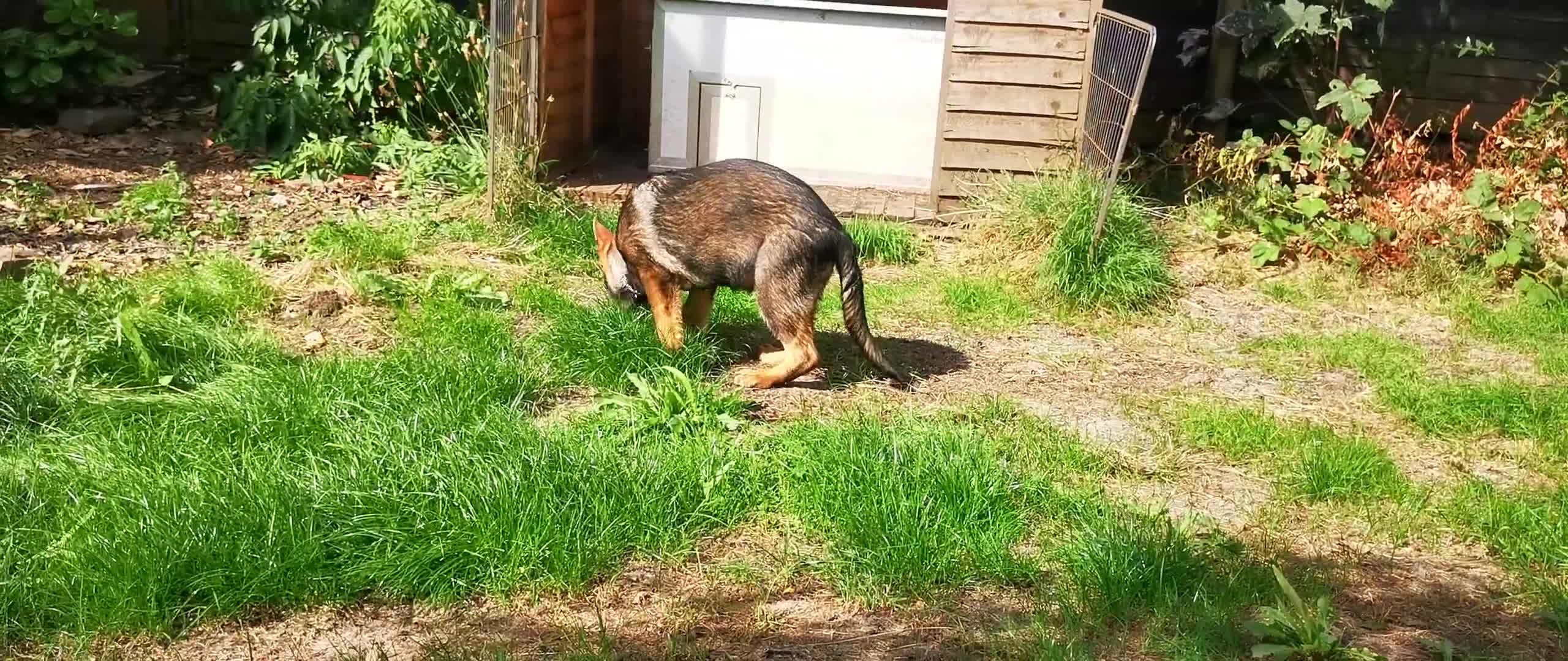 German Shepherd dogs for sale: TOP WORKING BLOODLINES LITTER  in Scunthorpe - Video 3