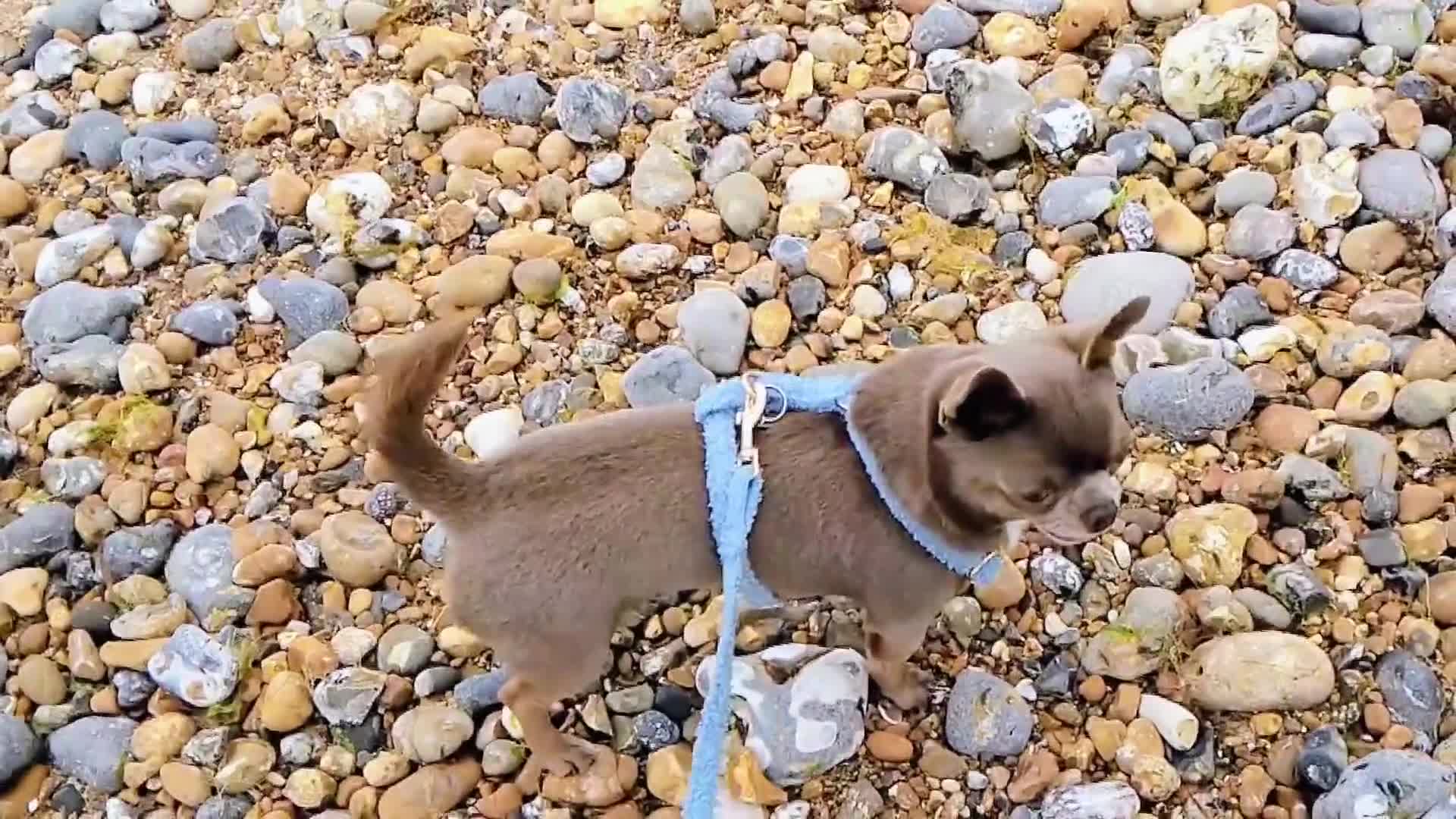 Chihuahua dogs for stud: KC reg - Health tested - PROVEN  - Video 1