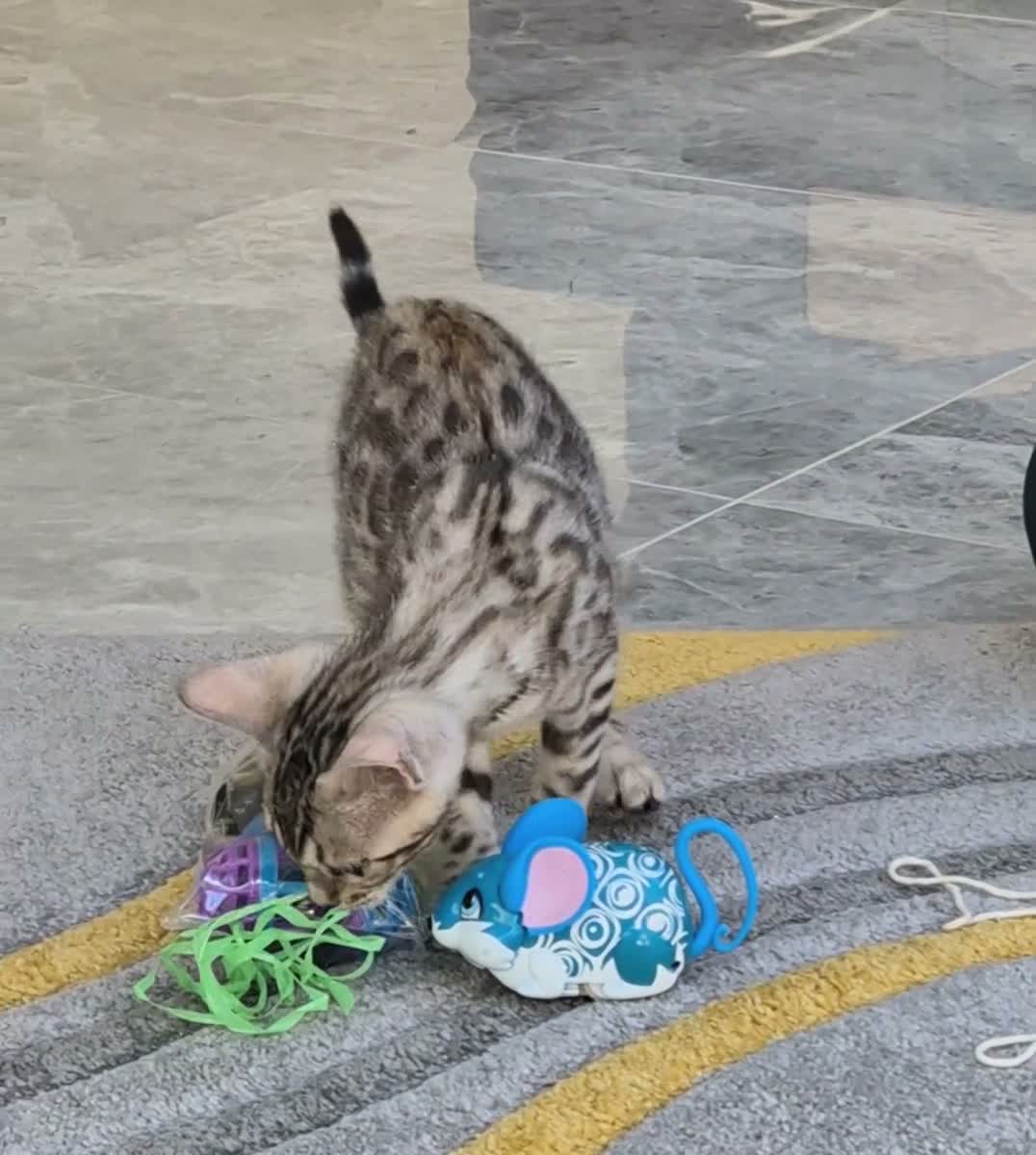 Ready Now Superb Bengal Girl Kitten for sale in Doncaster | Pets4Homes