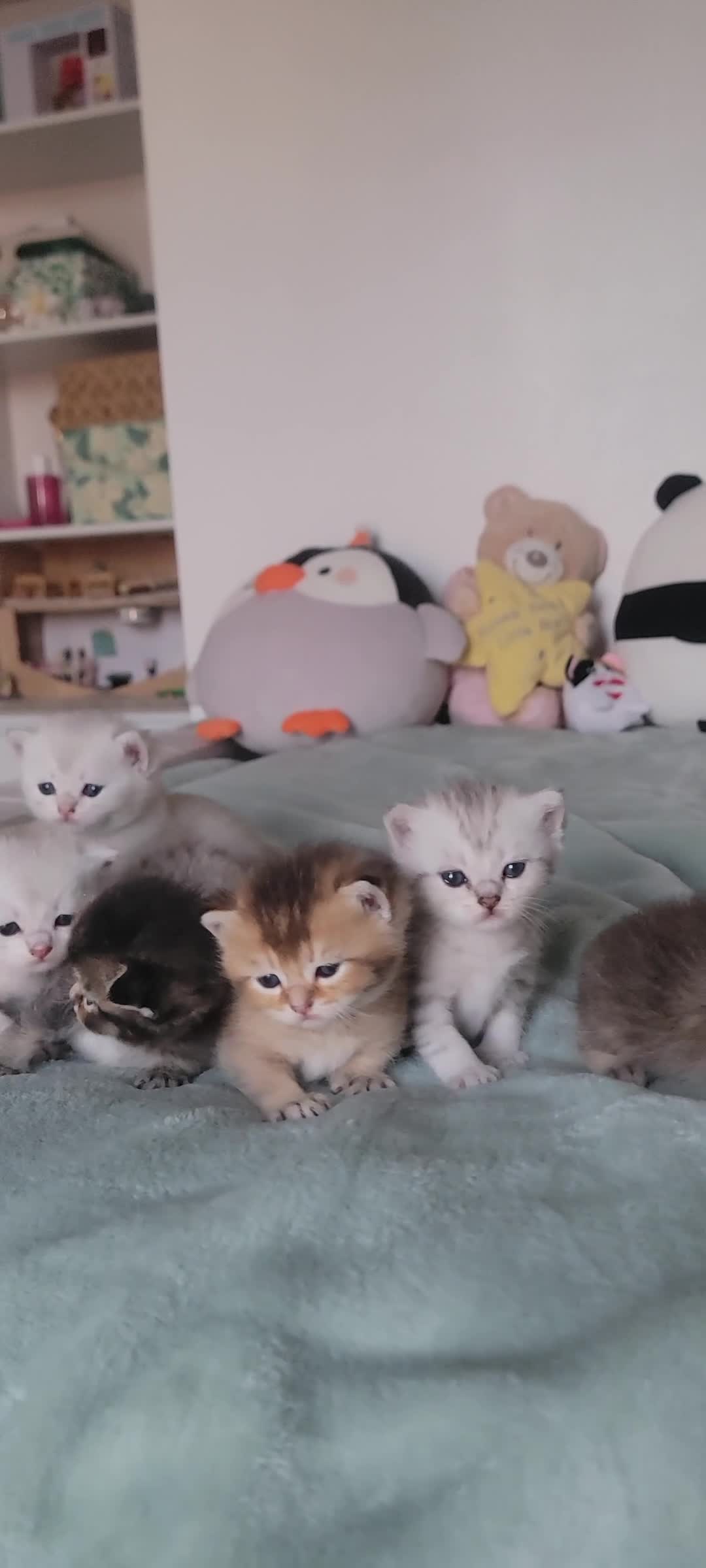 Scottish Fold cats for sale: Beautiful and healthy Scottish fold kittens - Video 1