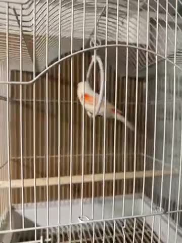 Canaries birds for sale: Canary - Video 1