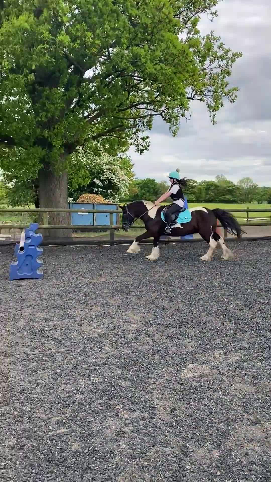 Other Breed horses for sale: Rosie 14hh 19yo cob mare,fun low-level all-rounder - Video 3