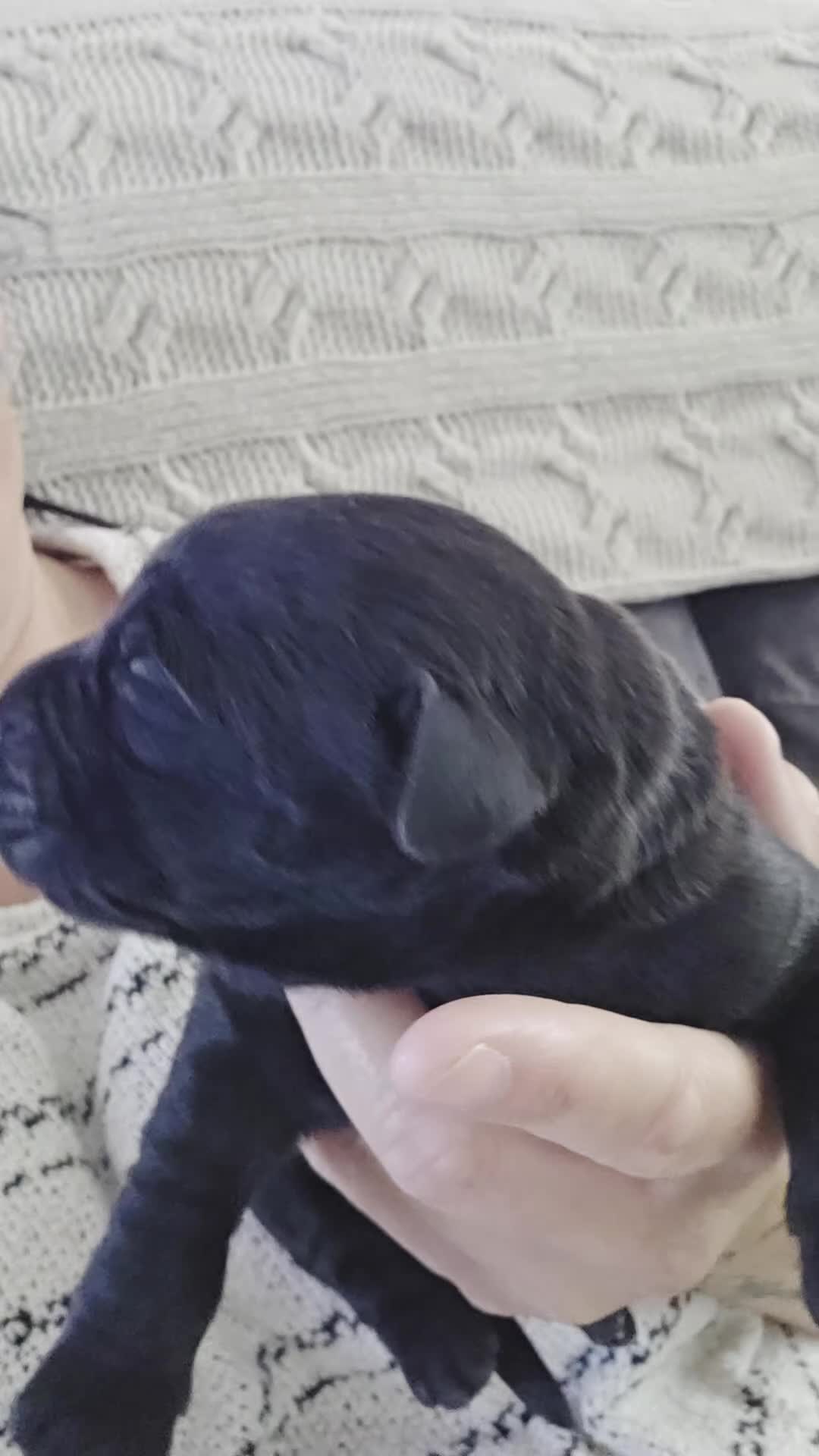 Labrador Retriever dogs for sale: Lab puppies  - Video 1