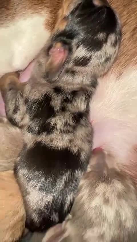 Miniature Dachshund dogs for sale: Beautiful KC Registered Minature Dachshunds  in Portsmouth - Video 1