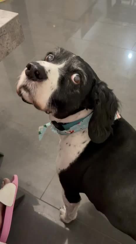 Mixed Breed dogs for adoption: 💙JAKE💙-A GOLDEN BOY WHO DESERVES PEACE, NOT LOSS - Video 1