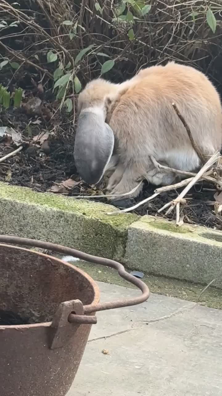 French Lop rabbits for sale: 1 Female 1 MaleRemaining Giant Lop Bunnies 🩵🩷 - Video 2