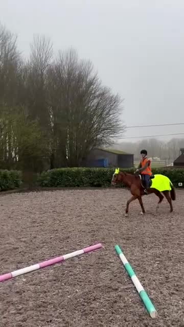 Irish Thoroughbred horses for sale: Bless The Moon  - Video 4