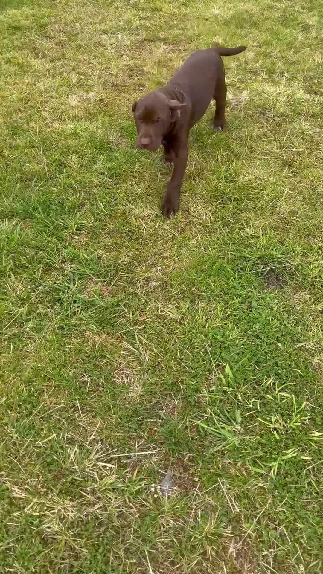 Mixed Breed dogs for sale: BITCH NOW AVAILABLE! GWP X Labrador puppies - Video 3