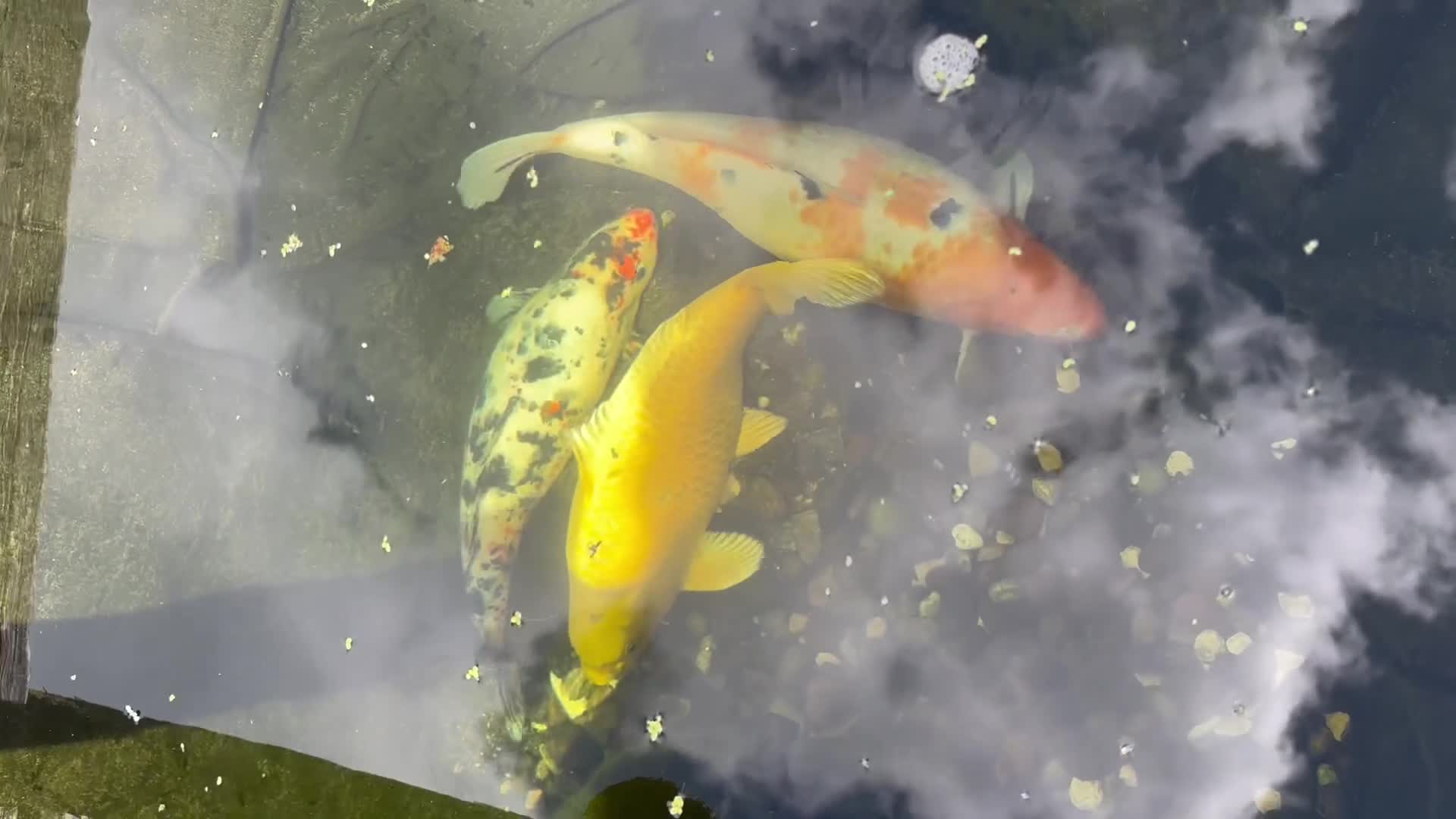 Koi Carp fish for sale: 3 Koi Fish in Swansea - Video 1