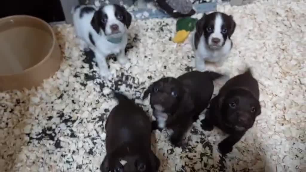 Sprocker dogs for sale: Sprocker ( Springer x Cocker ) pups for sale - Video 1