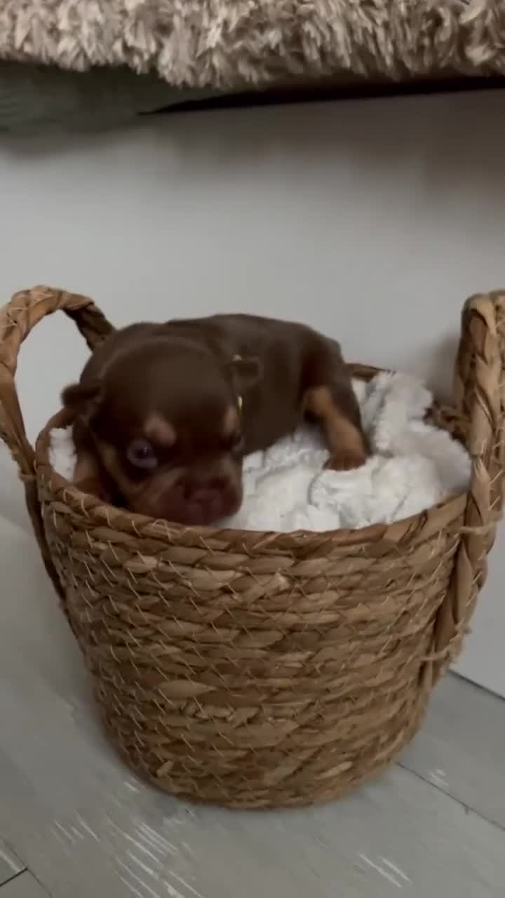 French Bulldog dogs for sale: Frenchies in Chocolate & Tan and Rojo - Video 2