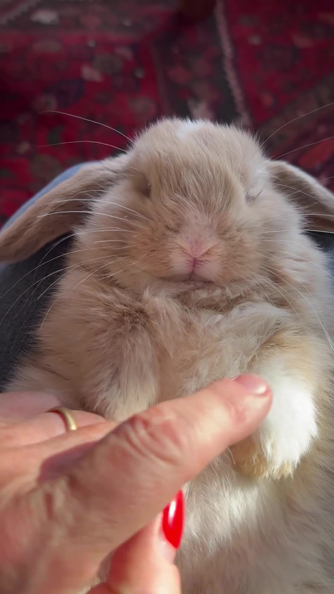 Mini Lop rabbits for sale: Mini lop babies-exceptionally well handled - Video 2