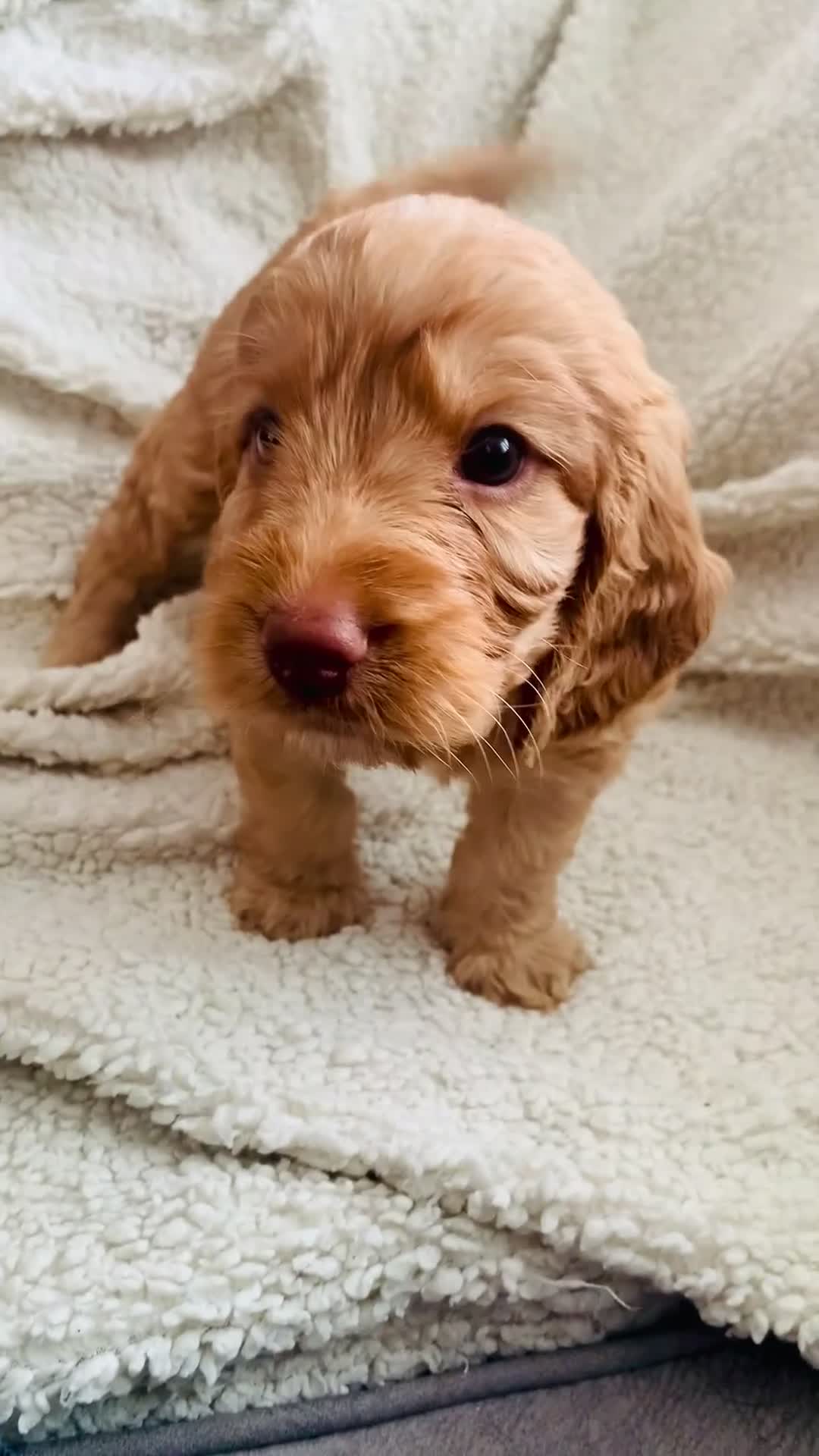 Cockapoo dogs for sale: 😍 STUNNING F1 cockapoos 😍 2 BOYS LEFT - Video 1