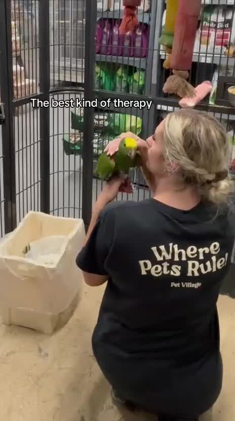 Parrots birds for sale: Stunning rare Magna double yellow headed Amazons  - Video 1