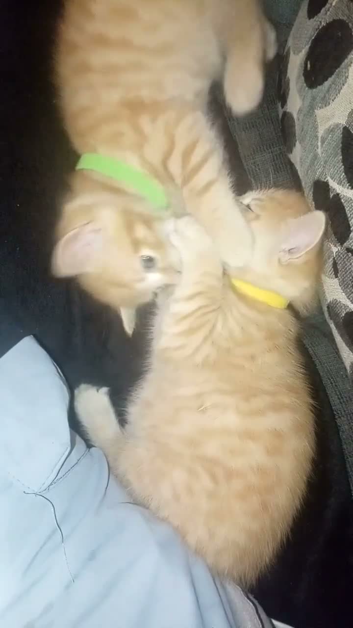 Domestic Shorthair cats for sale: Ginger baby kittens in Stoke-on-Trent - Video 1