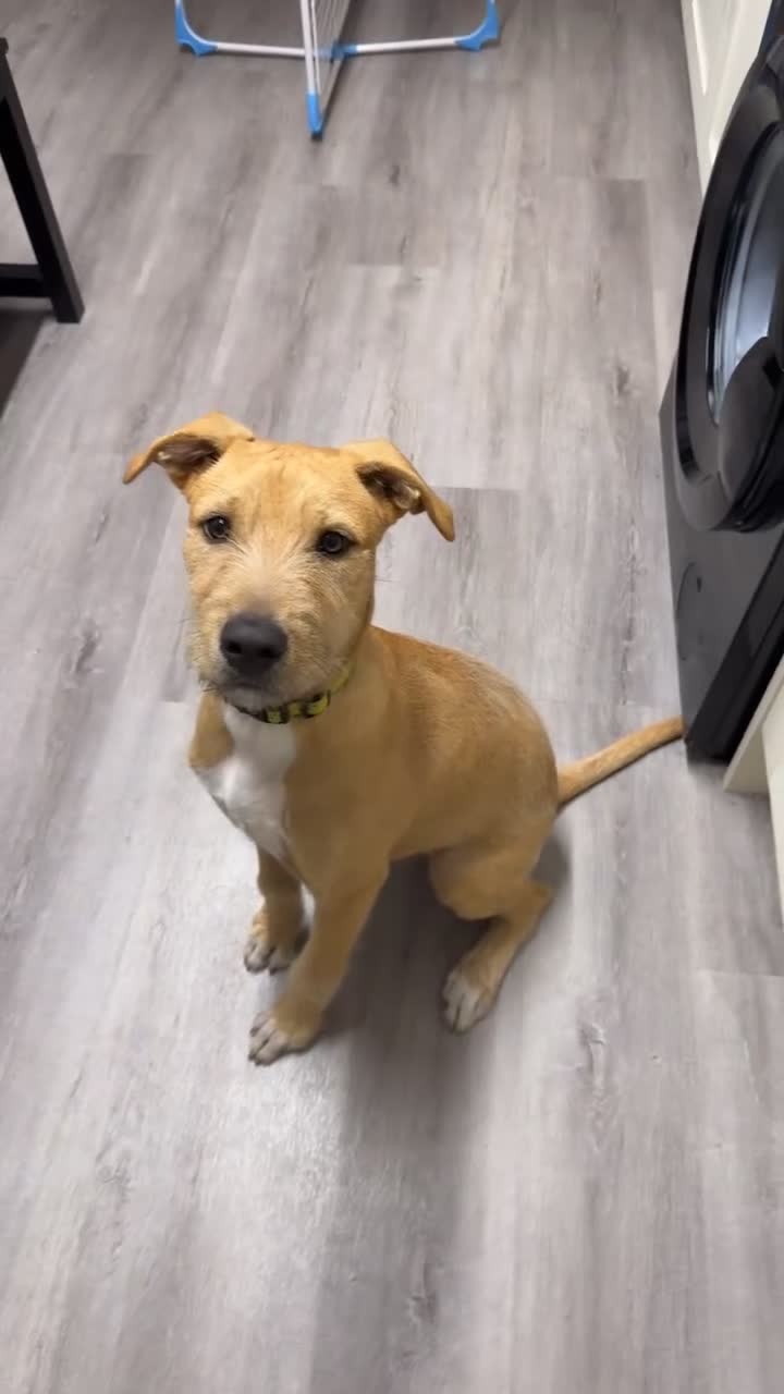 Mixed Breed dogs for sale: Wheaton bullgreyhound  - Video 2