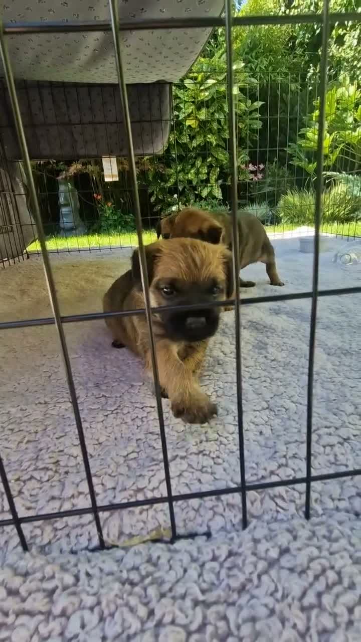 Border Terrier dogs for sale: Border Terrier Puppies - Video 1