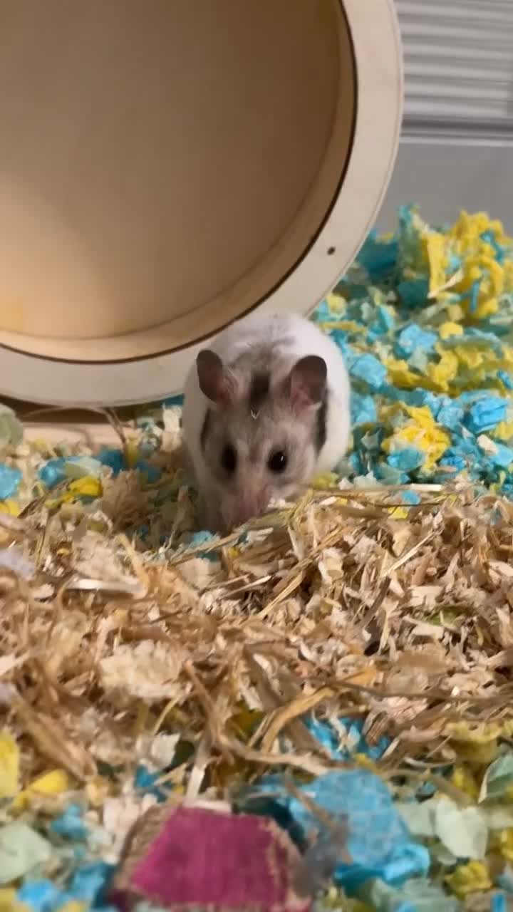 Hamster rodents for sale: Dumbo - Male Syrian Hamster  in Taunton - Video 1