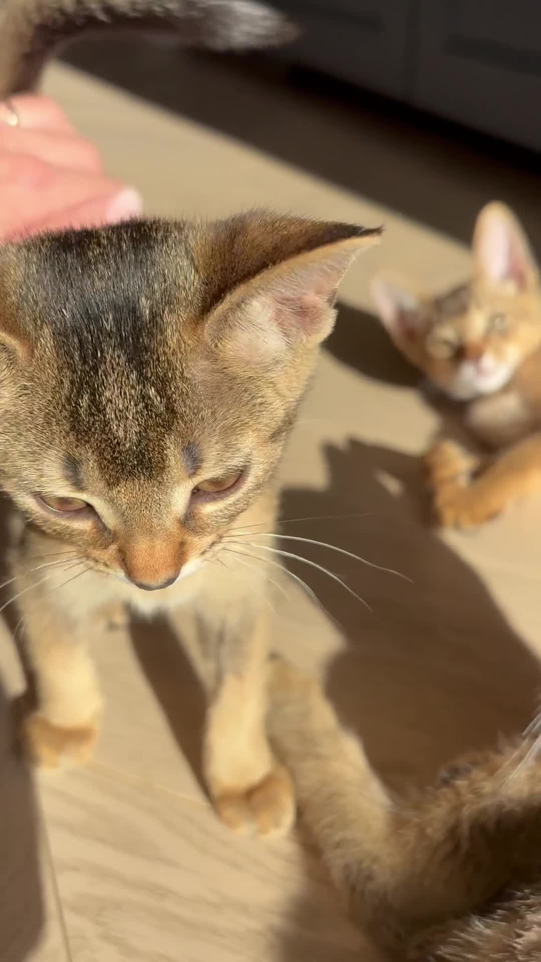 Mixed Breed cats for sale: Beautiful Home Raised Abyssinian Mix Kittens - Video 1