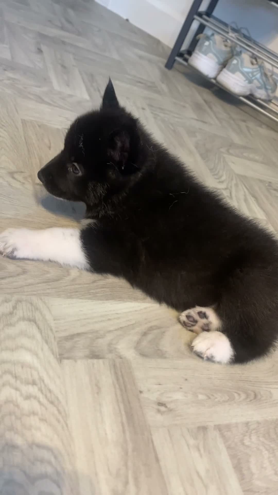 Akita dogs for sale: Husky/Akita  in Blackpool - Video 1