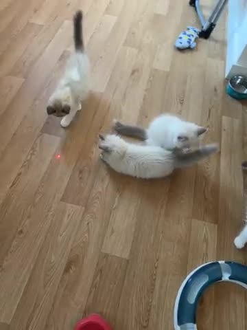 Ragdoll cats for sale: 4 Handsome boy Pure Ragdolls - Video 1