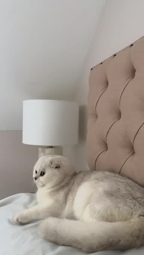 Scottish Fold cats for sale: Scottish fold (triple fold) - Video 1