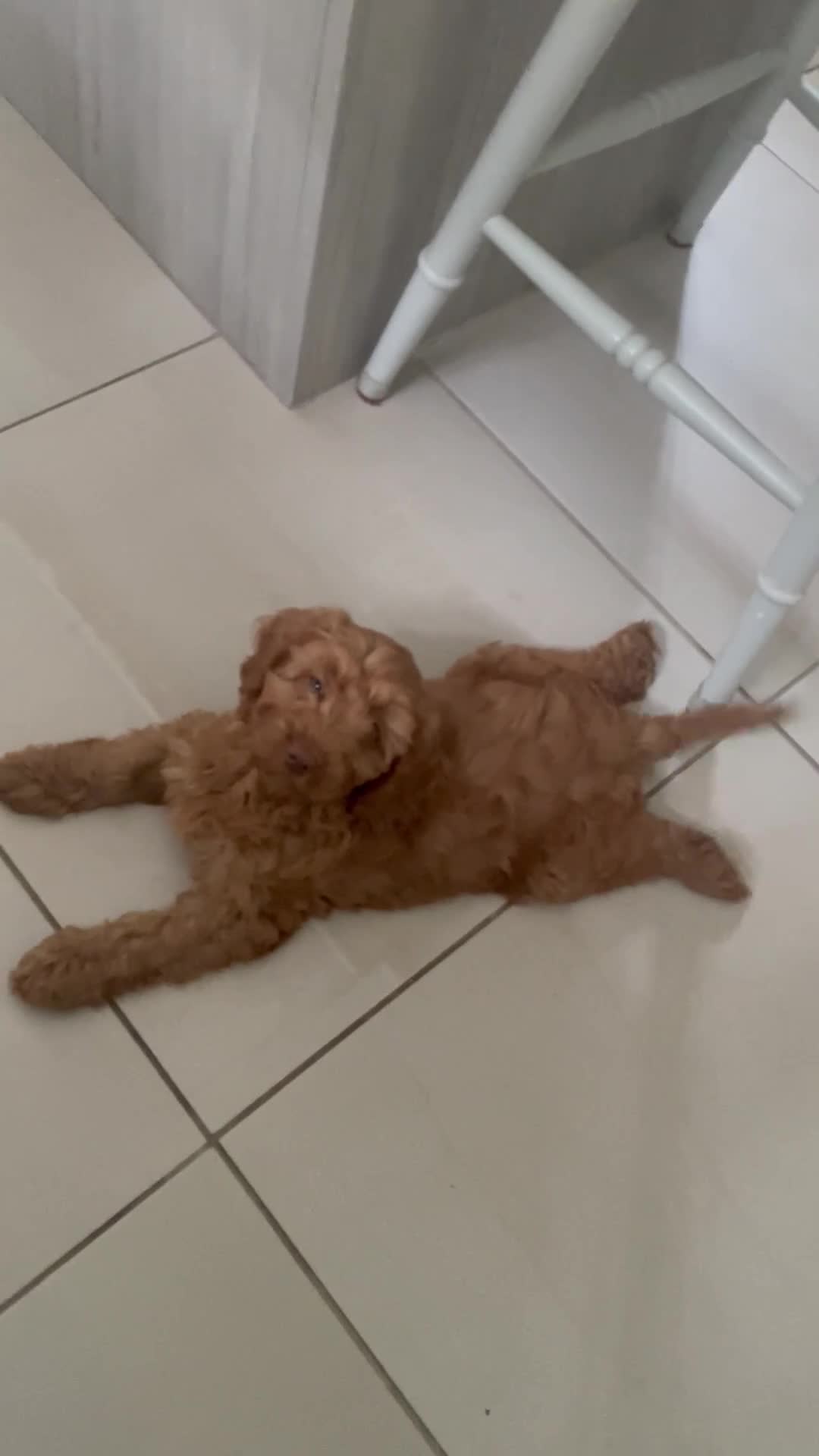 Cockapoo dogs for sale: F1 MINIATURE COCKAPOOS DNA HEALTH TESTED PARENTS  in Saint Asaph - Video 2