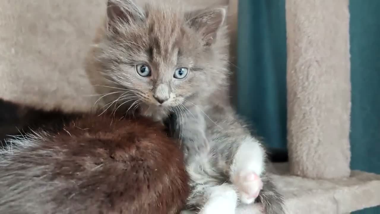Mixed Breed cats for sale: Grey fluffy boy  - Video 1