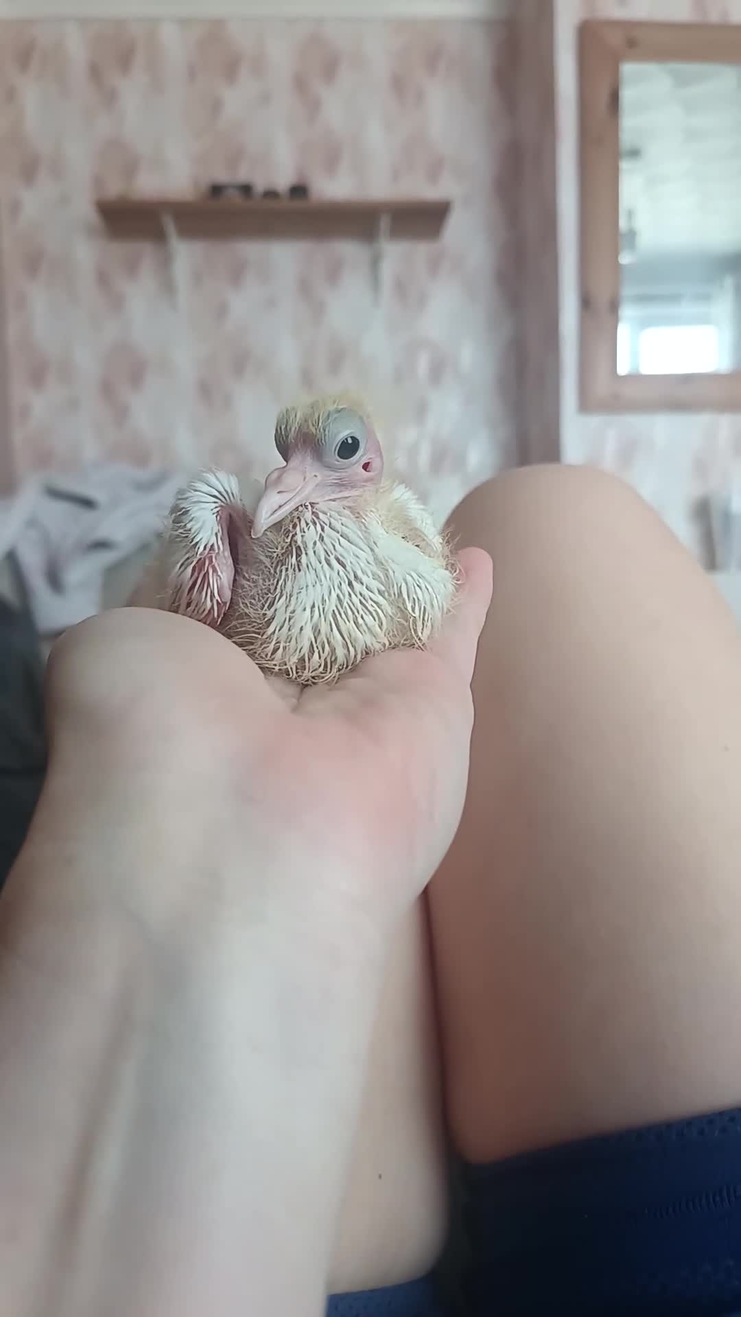 Pigeons birds for sale: Fantail pigeon  - Video 1