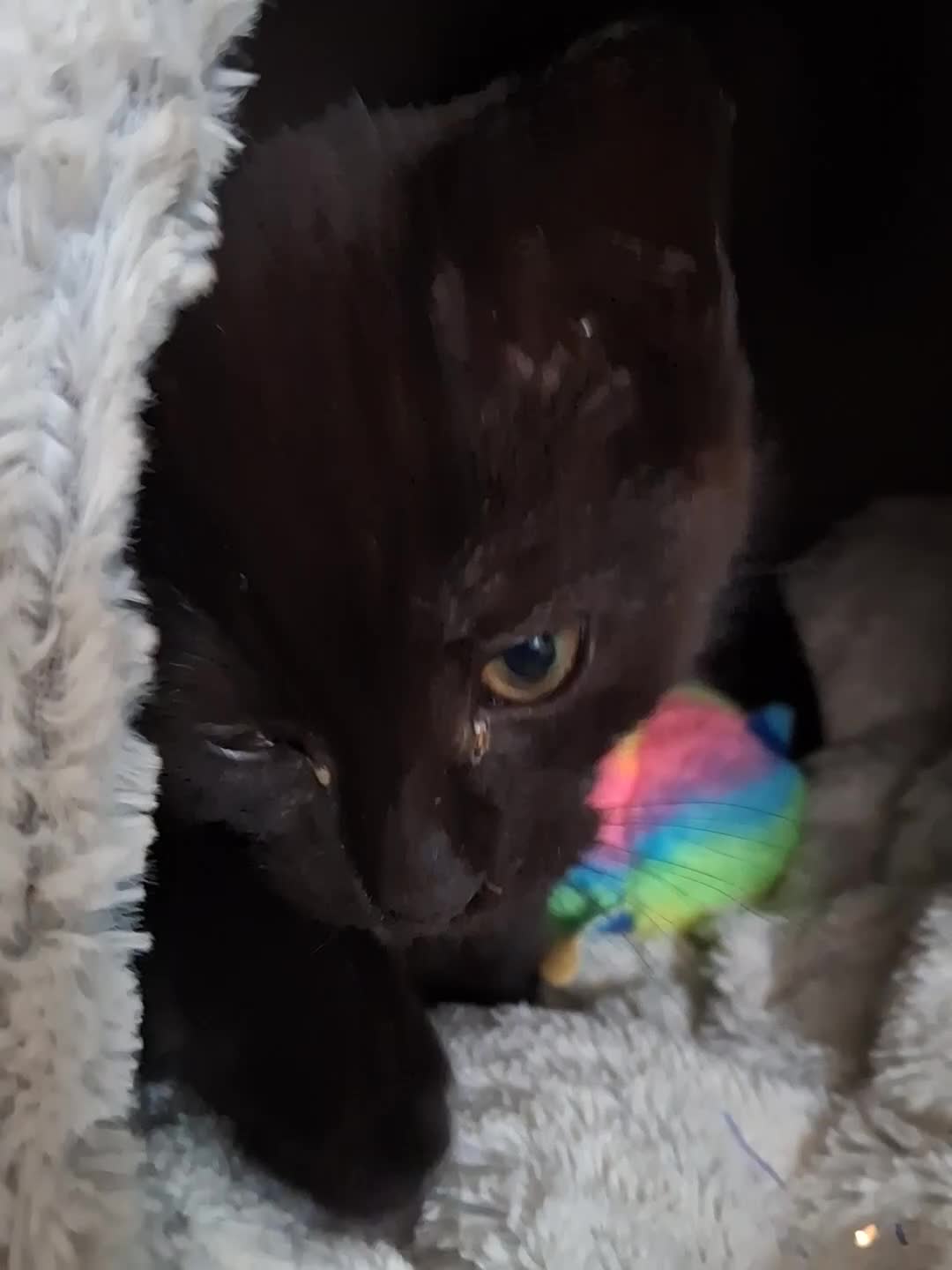 Mixed Breed cats for sale: Black male kittens  - Video 1