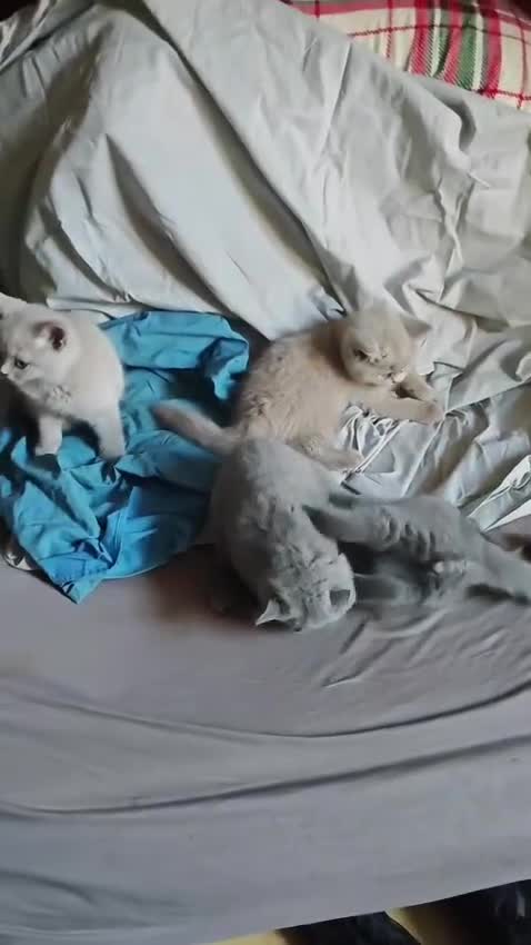 British Shorthair cats for sale: Blue/Lilac British Shorthair Kittens - Video 1