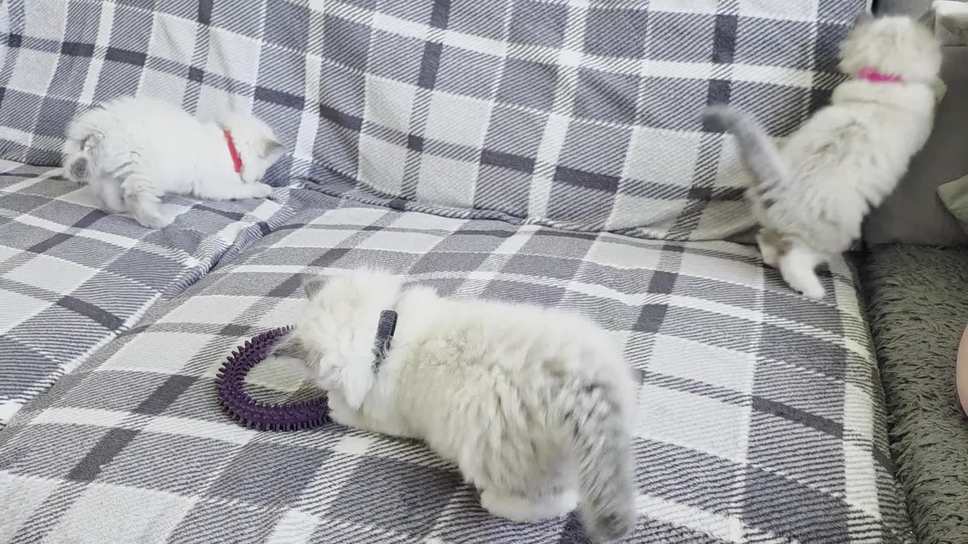 Ragdoll cats for sale: 5 Ragdoll Kittens - Video 1