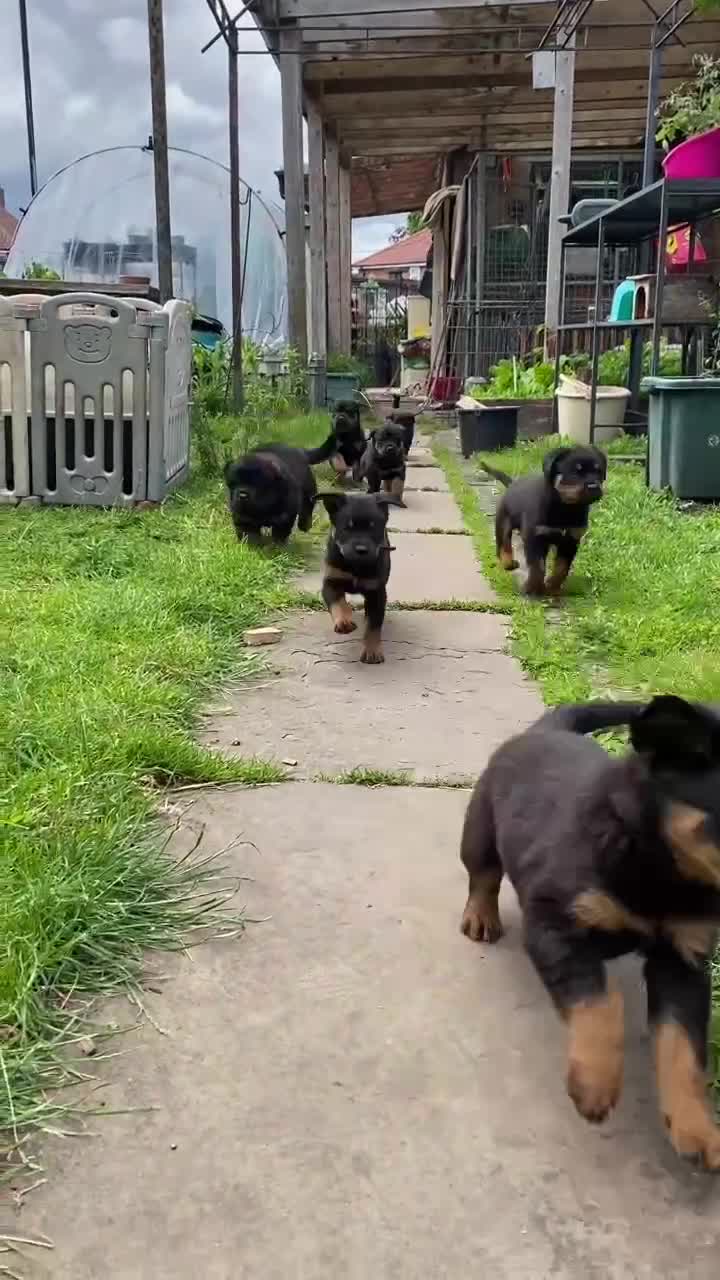 Rottweiler dogs for sale: 8 Rottweiler Pups (ONLY 2 LEFT) - Video 2