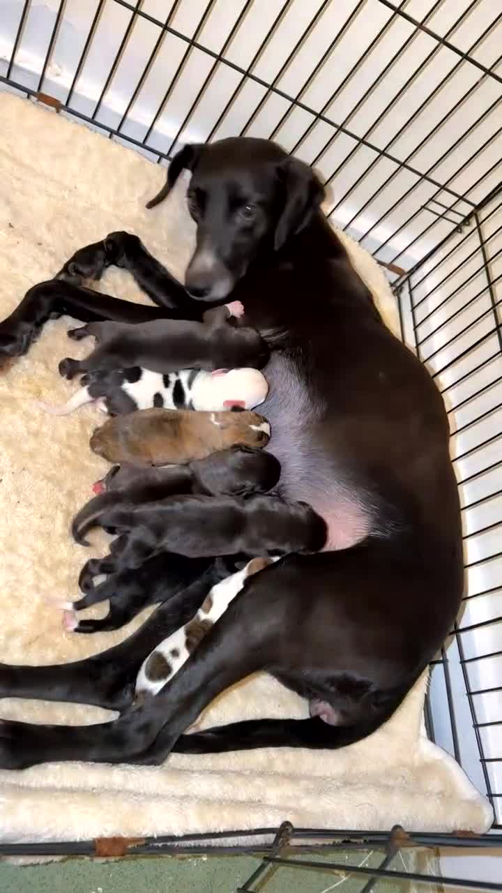 Mixed Breed dogs for sale: Staffordshire Bull Terrier × Whippet Puppies in Peterborough - Video 1