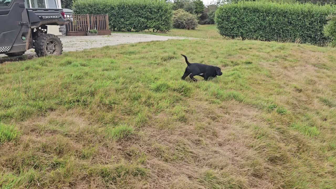 Labrador Retriever dogs for sale: Beautiful Black Bitch Puppy For Sale in Callington - Video 1