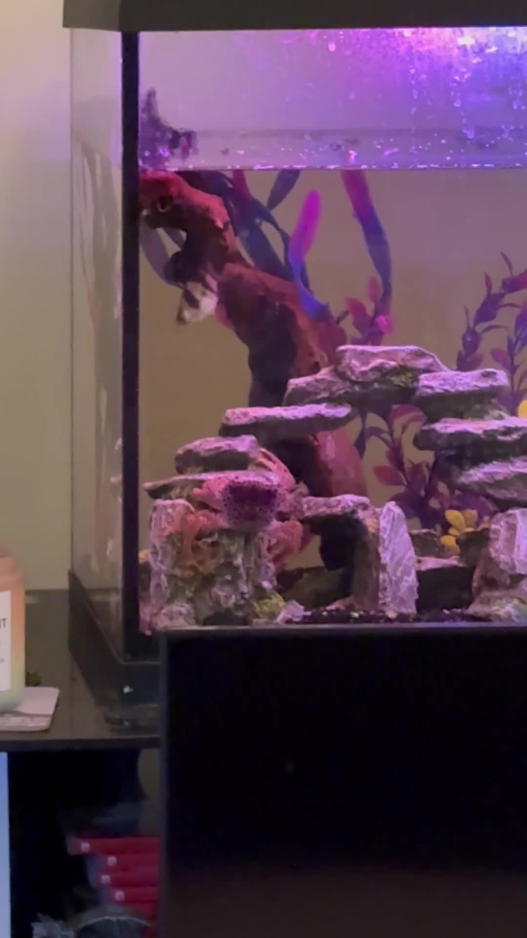 Crabs fish for sale: Panther crab called Bastard - Video 1