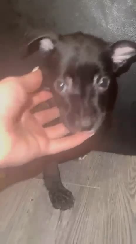 Mixed Breed dogs for sale: Pressa Canario mix staff - Video 1