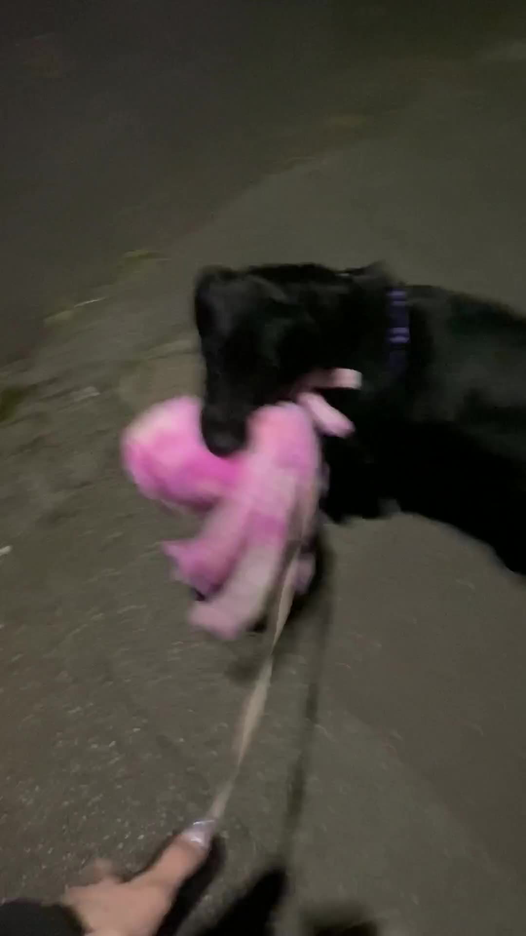 Springador dogs for sale: Coco pop  - Video 1