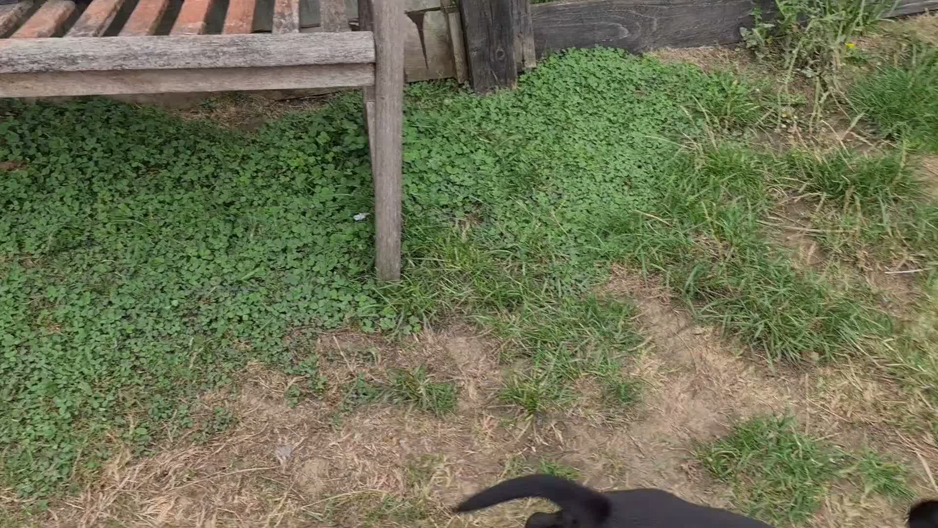 Staffordshire Bull Terrier dogs for sale: Stunning staffy's - Video 1