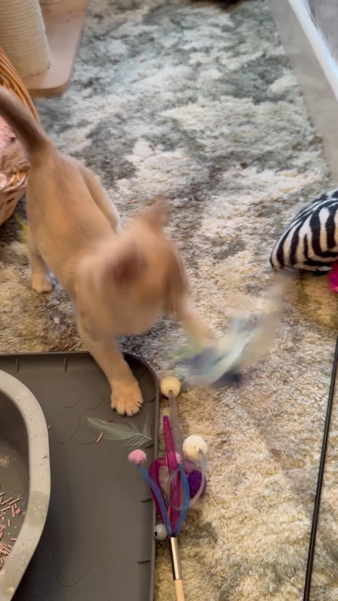 Burmese cats for sale: Adorable Burmese Kittens - Video 3