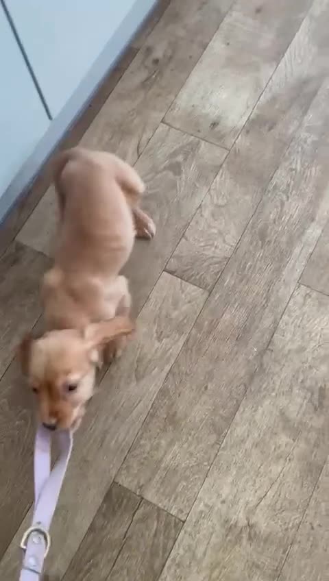 Cocker Spaniel dogs for sale: Stunning red cocker spaniel pups - Video 1