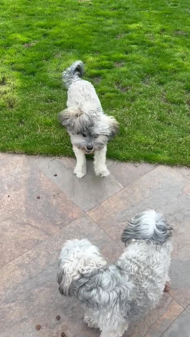 Havanese dogs for stud: Havanese for stud in Feltham - Video 1