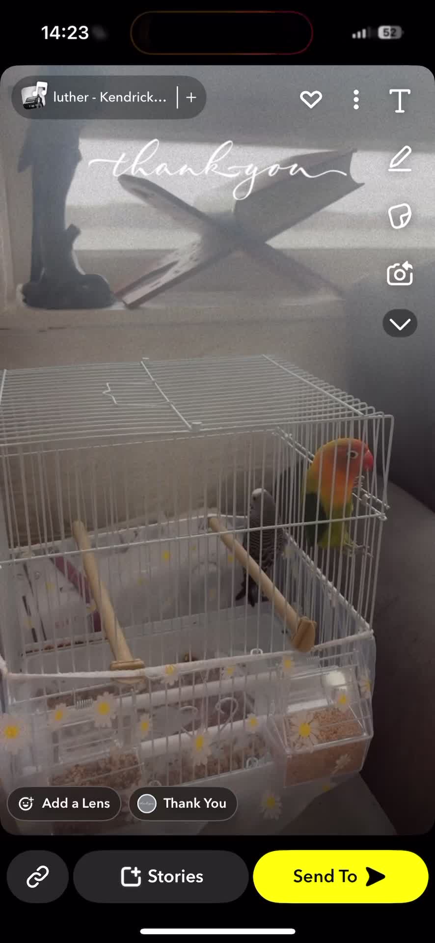 Lovebirds birds for sale: Beautiful baby lovebird  - Video 3