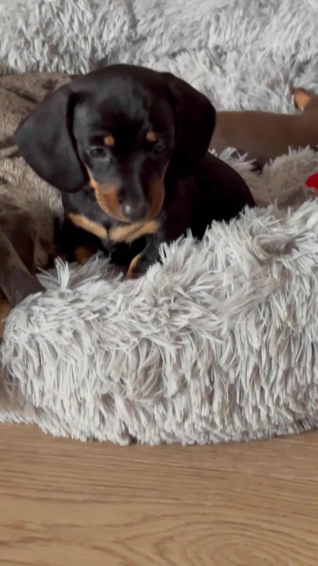 Miniature Dachshund dogs for sale: Mini miniature dachshund puppies  - Video 2