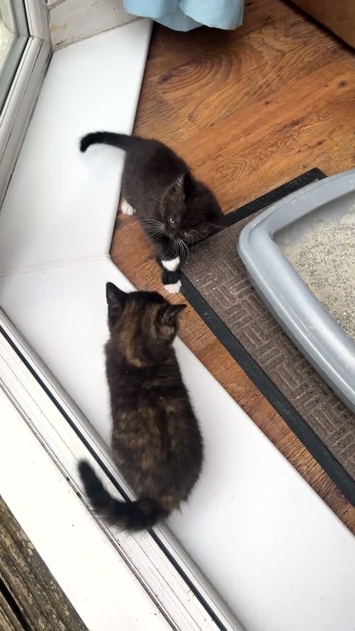 British Shorthair cats for sale: british short hairs kittens  - Video 1