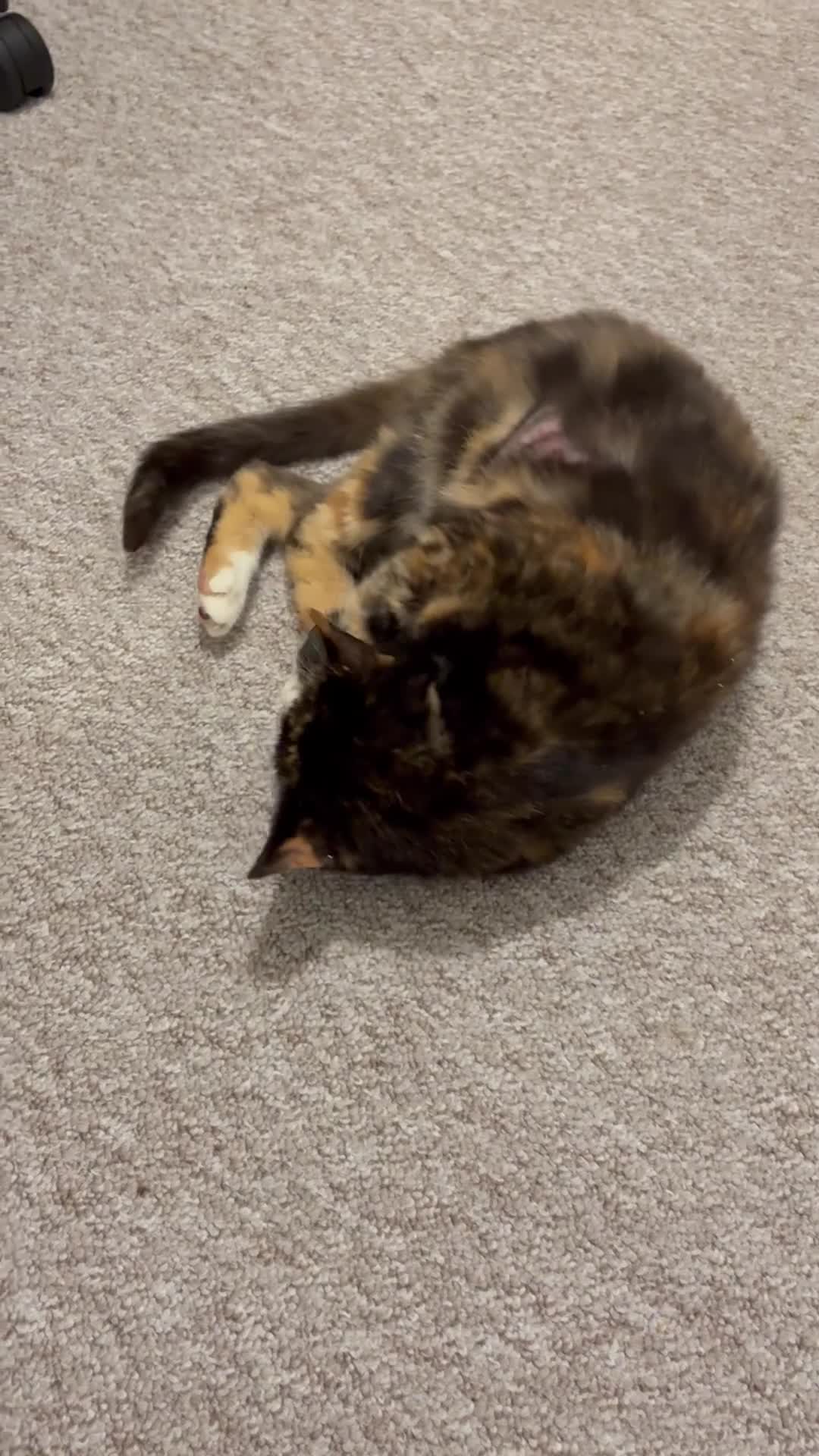 Mixed Breed cats for sale: Cookie- 4 year old female - Video 2