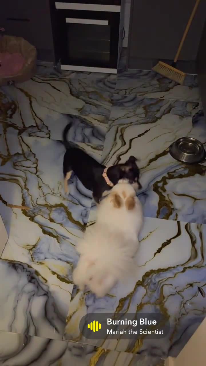 Pomchi dogs for sale: Milo  - Video 1